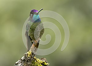 Male Magnificent Hummingbird Eugenes fulgens, Costa Rica