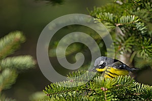 Male Magnolia warbler