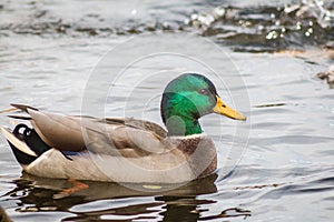 Male Malard Duck Beside Mud Lake photo