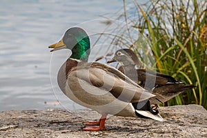 Male Malard with a Female Wood Duck