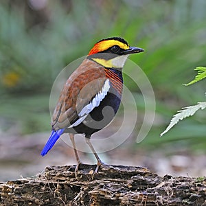 Male Malayan Banded Pitta