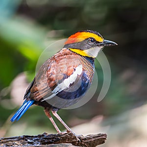 Male Malayan Banded Pitta