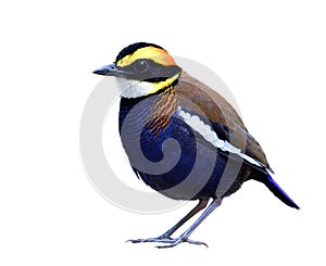 Male of Malayan banded pitta, most beuatiful and colorful bird endemic to thailand which must see before die