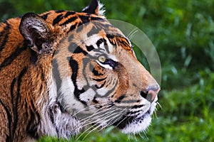 Male Malayan tiger Panthera tigris jacksoni portrait from the tent very close up