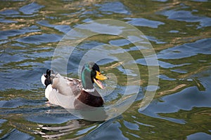 Male mallard