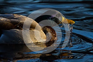 Male Mallard Anas platyrhynchos dabbling