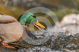 Male mallard (Anas platyrhynchos) duck looking for food in a river