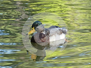 Male Mallard Anas platyrhynchos, or Mallard Duck in Canada, dabbling in the water