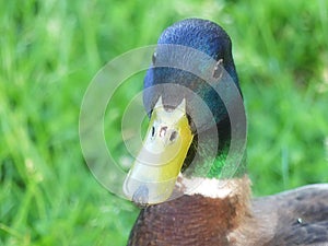 Male Mallard Close up of Face and Bill