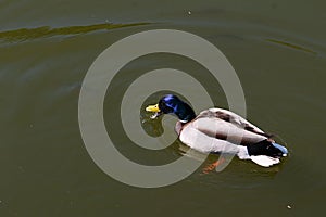 Male mallard or dabbling duck, latin name Anas platyrhynchos drinking water from garden pond while swimming in it.