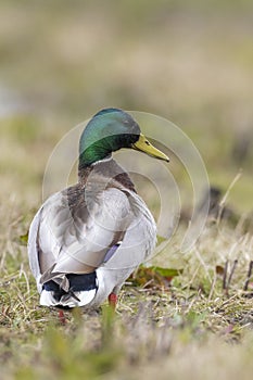 A male mallard dabling duck, Anas platyrhynchos, standing in grass