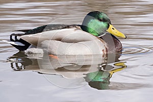 A male mallard duck