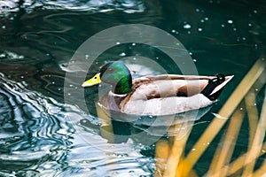 Male Mallard Duck