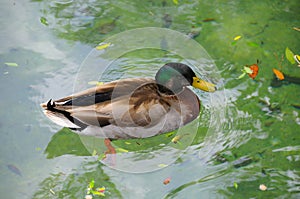 Male Mallard Duck