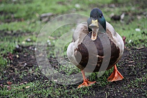 Male Mallard Duck