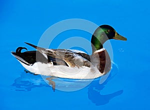 Male mallard duck