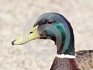 Male mallard duck