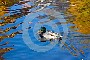 The male mallard duck