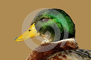 Male Mallard duck