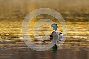 Male mallard duck