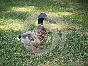 Male mallard duck