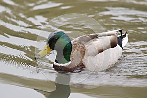 Male mallard duck