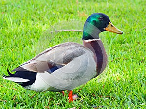 Male Mallard Duck