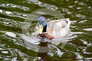A male mallard duck Anas platyrhynchos