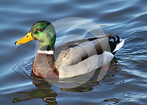 Male mallard duck anas platyrhynchos