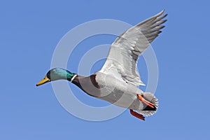 A Male mallard duck Anas platyrhynchos drake in flight against a blue winter sky in Canada