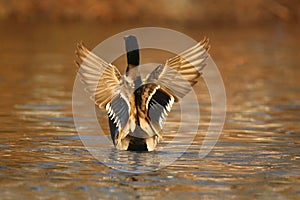 Mallard Duck Flapping his wings in Fall at Dusk photo