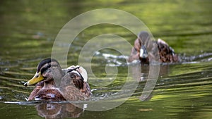 Male mallard duck Anas platyrhynchos followed by female duck