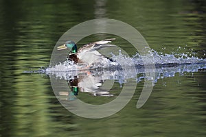 A male mallard duck Anas platyrhynchos landing with full speed in a lake in the cirty Berlin Germany.