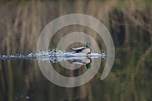 A male mallard duckAnas platyrhynchos landing with a splash in a lake. with water splashing towards the side.