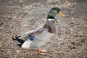 Male of mallard duck Anas platyrhynchos in natural environment