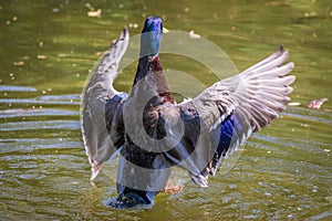 Male mallard duck Anas platyrhynchos in pond