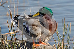 Male mallard duck anas platyrhynchos resting