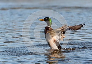 Male Mallard duck Anas platyrhynchos stretching his wings in the water, wildlife scene