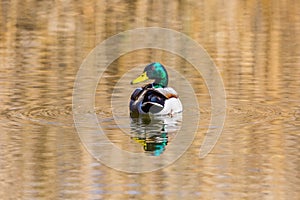 Male mallard duck anas platyrhynchos in water, looking back, s