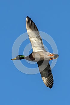 Male Mallard Duck Anus platyrhynchos