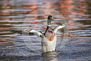 Male Mallard duck Anus platyrhynchos