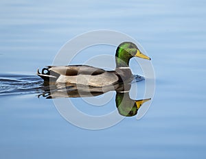 Male mallard duck, binomial name Anas platyrhynchos, swimming near the shore in White Rock Lake in Dallas, Texas.