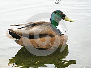 A male Mallard duck calmly swimming around in the pond in Hyde Park while enjoying the British summer sunshine