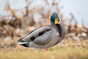 Male Mallard Duck on land photo