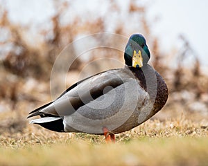 Male Mallard Duck on land photo