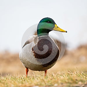 Male Mallard Duck on land photo