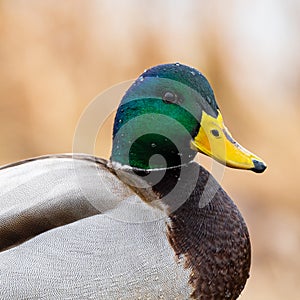 Close up profile of a Male Mallard Duck