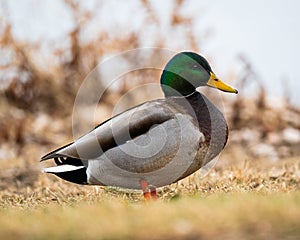 Profile of a Male Mallard Duck on land photo