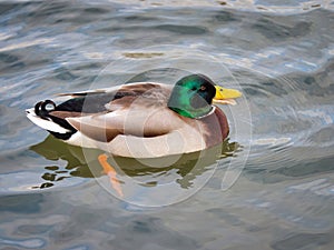 A Male Mallard Duck at Chard Somerset