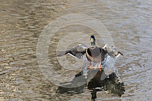 Mallard Duck Coming in for a Landing on the Still Water